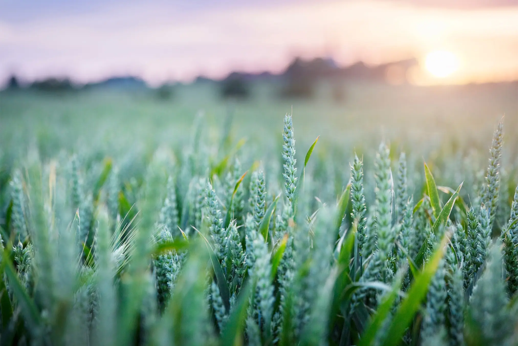 image-badge-experience